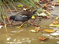 Poule d'eau (ord Anseriformes) (fam Annatides) (Photo F. Mrugala) (08)